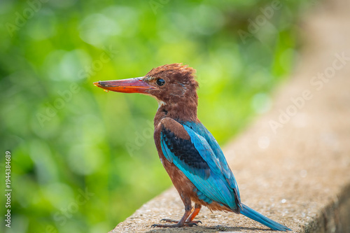 Fotografie White-throated kingfisher (Halcyon smyrnensis) also known as the White-breasted