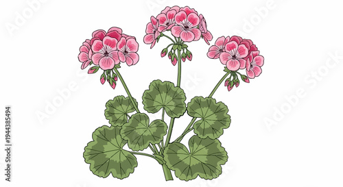 Cluster of pink flowers with green lobed leaves and buds on white background