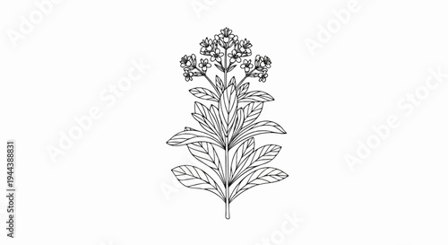 Detailed line drawing of a flowering plant with multiple leaves and blooms