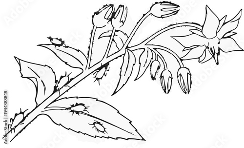 Detailed line drawing of a plant branch with leaves, buds, and a single bloom, plus insects