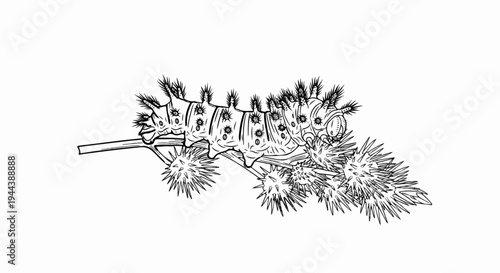 Detailed line drawing of a spiky caterpillar on a thorny branch