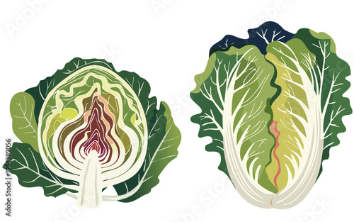 Stylized illustration of cabbage lettuce ball, cut whole vegetable head, minimalist colorful transparent vector art png eps, modern kitchen fresh raw cooking ingredients, herbs spices drawing png book
