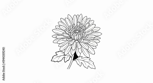 Detailed outline sketch of a chrysanthemum flower with leaves