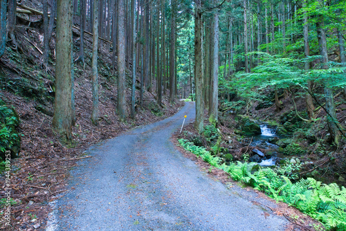 山の奥へと続く荒れている林道
