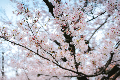 Cherry blossom Spring Flower Tree Nature Bloom Delicate pink flowers bloom on tree branches in spring, creating soft and peaceful atmosphere with bright sky background