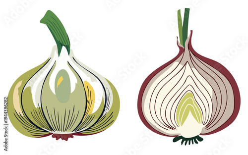 Stylized illustration of red onion white garlic, cut whole clove bulb head, minimalist colorful transparent vector art png eps, modern kitchen fresh raw cooking ingredients, herbs spices drawing book