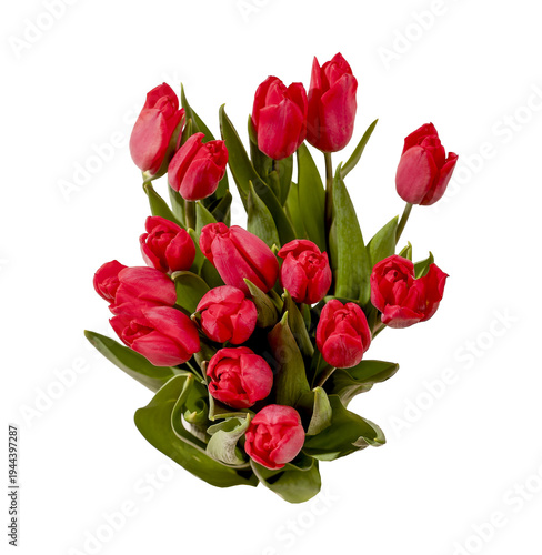 Red tulip bouquet, bunch, flower bundle, top down view, from above, isolated on white.