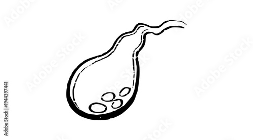 Human Gallbladder Sketch
