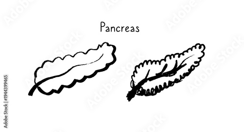 Human pancreas sketch