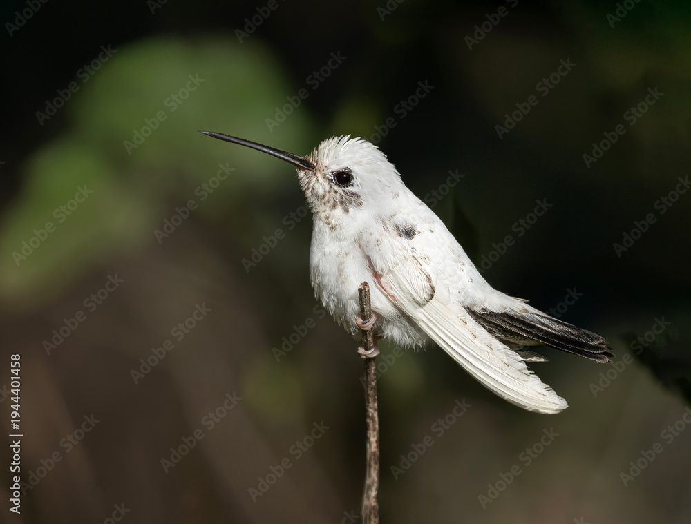 Fototapeta premium Picaflor bronceado con leucismo, gen recesivo que hace plumaje o pelaje blanco