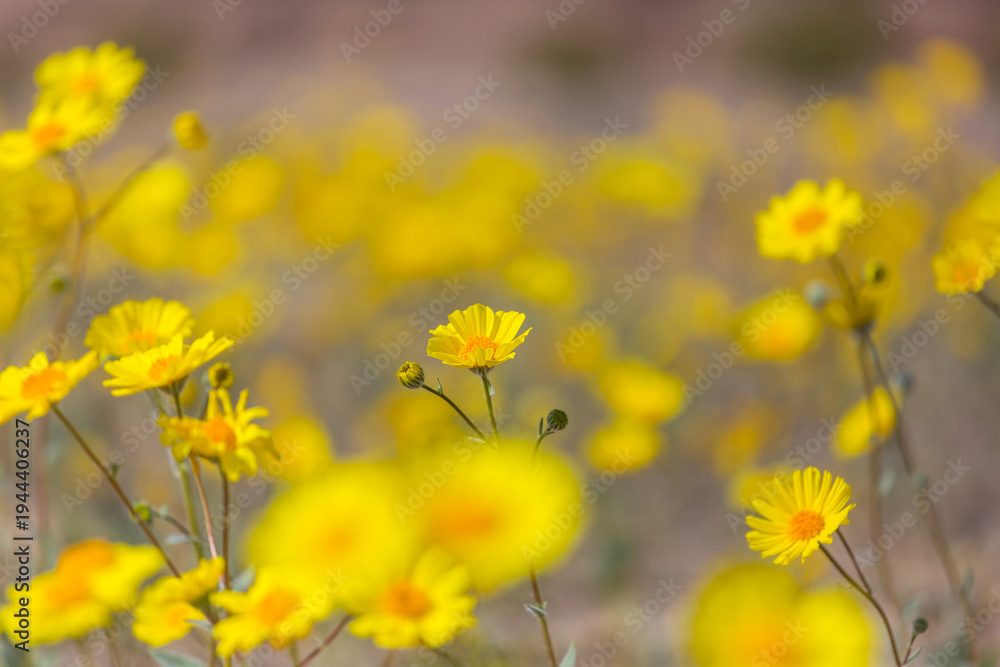 Fototapeta premium Wildflowers