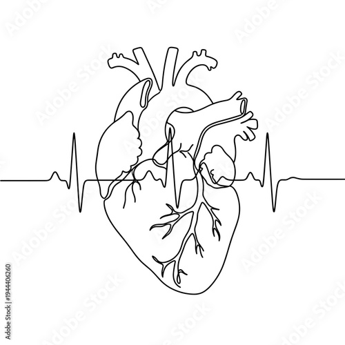 Human heart anatomy with heartbeat pulse ekg line in continuous one line drawing style isolated on white background for medical health and cardiology