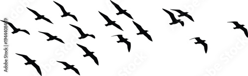 Flying seagull birds silhouette flock in sky, coastal wildlife and ocean nature illustration isolated on white background