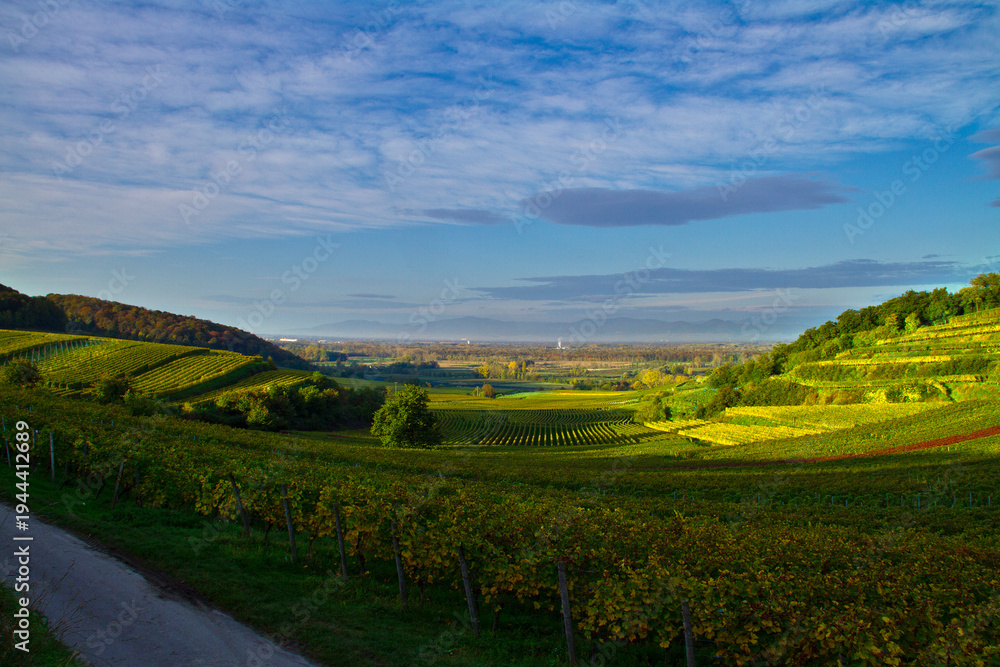 Obraz premium Weinberge Reben Ernte