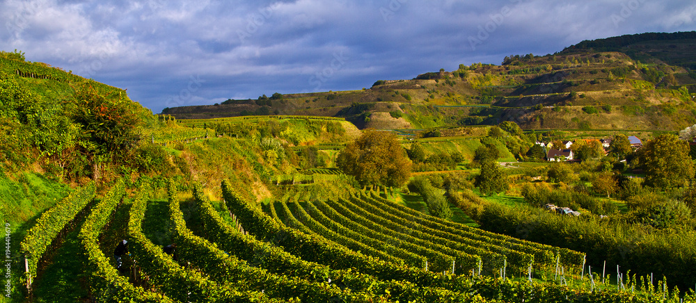 Fototapeta premium Weinberge Reben Ernte