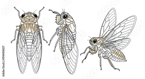 Cicada Insect Views: Front, Side, and Flying Poses