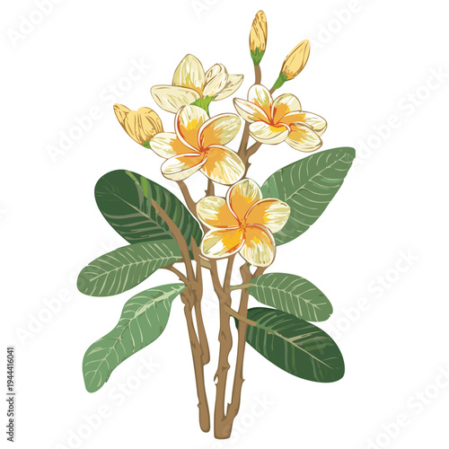 White frangipani botanical illustration, vintage style drawing of yellow plumeria flowers blooming in tropical summer tree garden, transparent vector painting eps png exotic floral composition bloom
