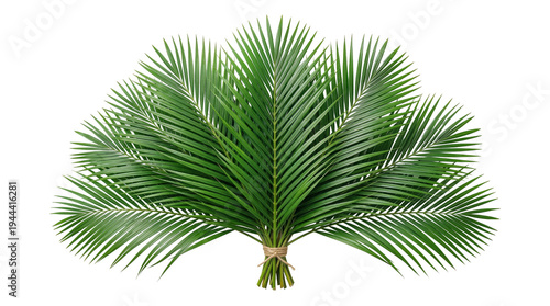 Lush bundle of tropical palm branches isolated on transparent background. Natural foliage graphic for Palm Sunday church bulletins, holy week festival events, and religious holiday designs.