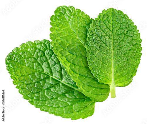 Flying Mint leaves isolated. Fresh Mentha, melisa leaves on white background. PepeprMint  leaves levitation.  Top view. Flat lay