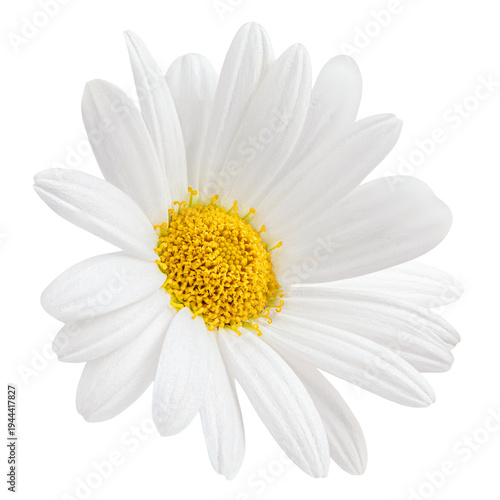 Flying Chamomile flower isolated on white. Levitating Medicinal plant Matricaria or daisy flower. Chamomilla as a Herbal medicine. 