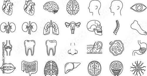 Human anatomy line icons, medical organs symbols, healthcare biology elements, minimal outline vector set, scientific body system illustration collection