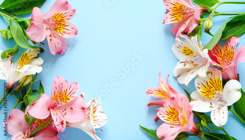 Wallpaper Mural spring flowers frame. botanical flatlay border of alstroemeria lily like flowers on blue background Torontodigital.ca