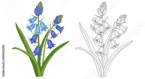 Bluebell Flower illustration with outline drawing, spring blooming plant