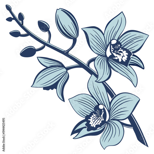 Blue Orchid Flower Isolated on White Backgroundtor illustration of a floral background