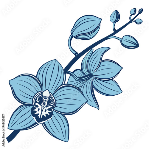 Blue Orchid Flower Isolated on White Background