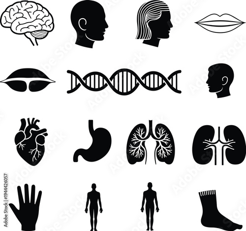 Black and white human anatomy icons collection featuring brain, heart, lungs, stomach, DNA helix, head profiles, eyes, lips, hand, foot, kidneys, medical illustration set
