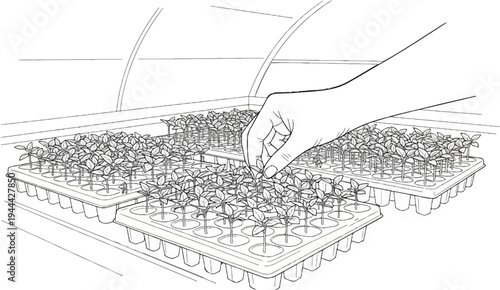 Hand tending to seedlings in a greenhouse tray, propagating plants