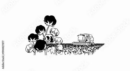 Harvest of cotton from a field using a large machine and close-up plants