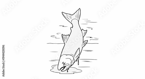 Hand-drawn illustration of a salmon fish swimming in water