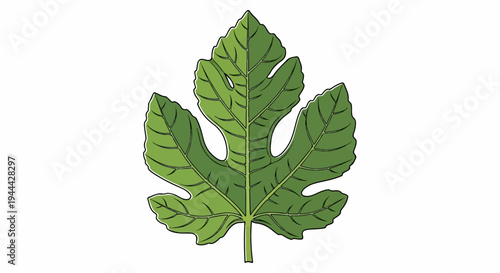 Green leaf with five lobes and visible veins on a white background