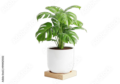 Lush green monstera plant in white pot on wooden stand isolated on transparent background