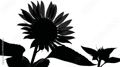 Silhouetted sunflower with petals, leaves, and stem on a white background