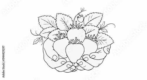 Hands cradle lush strawberries and vibrant green leaves in a delicate sketch