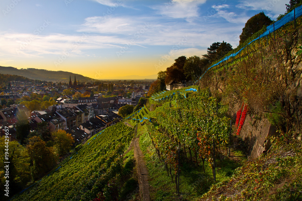 Obraz premium Weinberge Freiburg