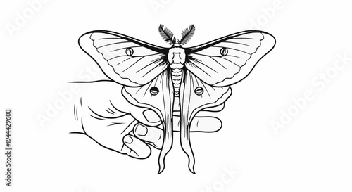 Hand holding a Luna Moth, drawn in a delicate line art style