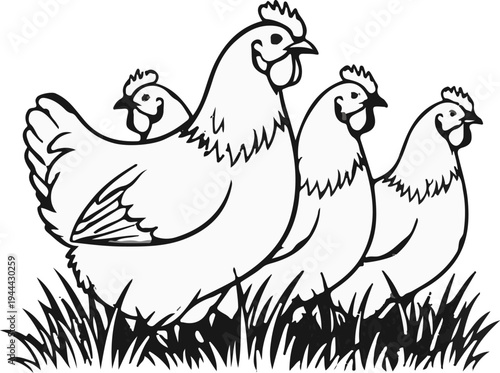 Four black and white chickens stand in tall grass