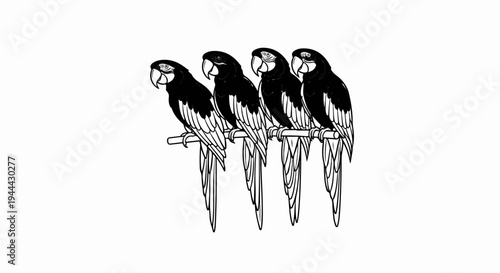 Four black and white parrots perched on a branch, with detailed feathers