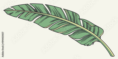Single large green palm leaf green leaf tropical plant foliage