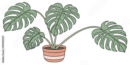 Monstera plant in terracotta pot with green leaves tropical