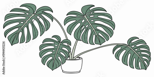 Monstera plant in white pot with green leaves tropical
