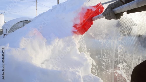 Wallpaper Mural Man shoveling snow away from a greenhouse. Winter gardening after a snowfall. Torontodigital.ca