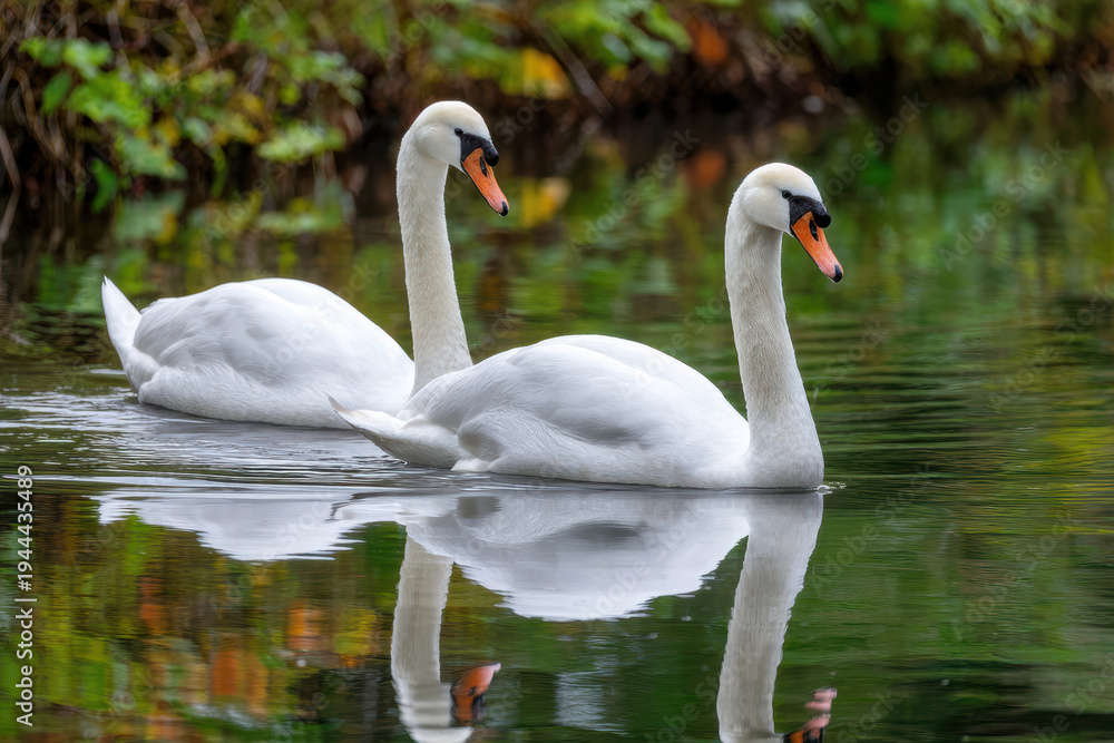 Fototapeta premium Swans gracefully swimming in a serene lake surrounded by lush greenery