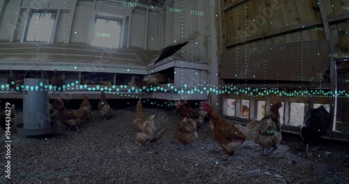 Pecking flock of domestic hens foraging in wooden coop, with hanging feeder and teal overlay