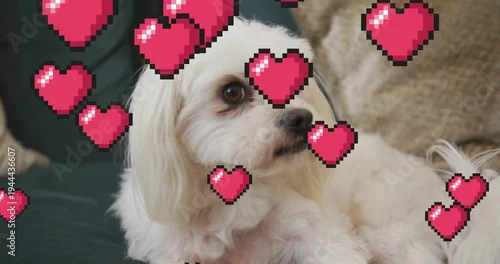 Obraz Resting white long-haired dog looking right on green couch, pink pixel hearts and beige pillow