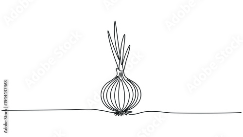 A black and white drawing of an onion