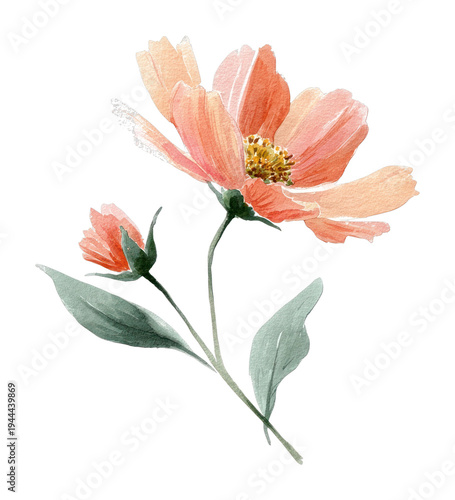 PNG Delicate watercolor floral illustration.